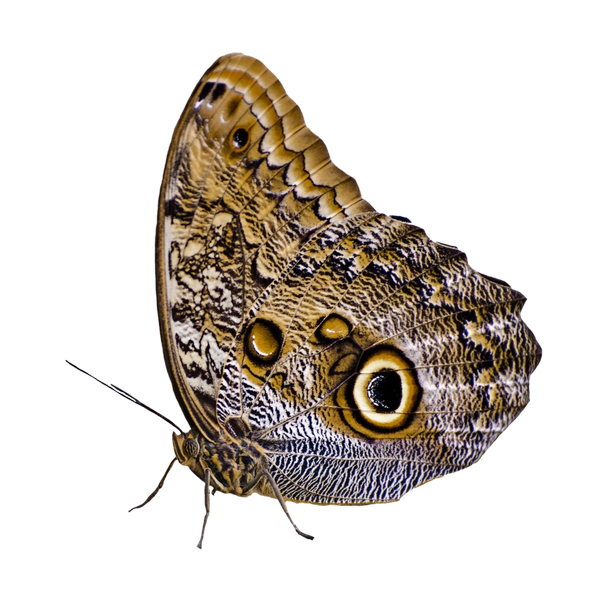 Butterfly PNG Photo Image | PNG Play