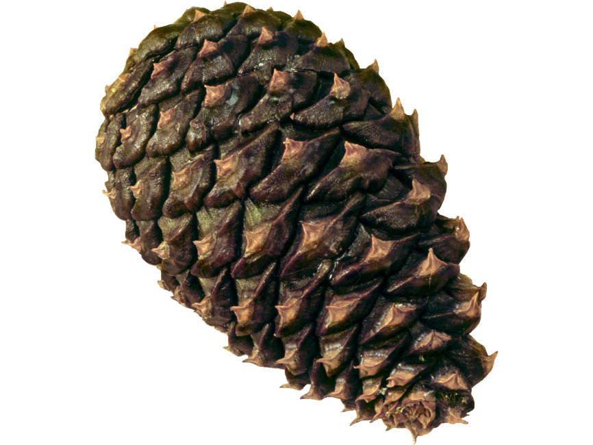 Pine Cone Png Hd Photo Png Play