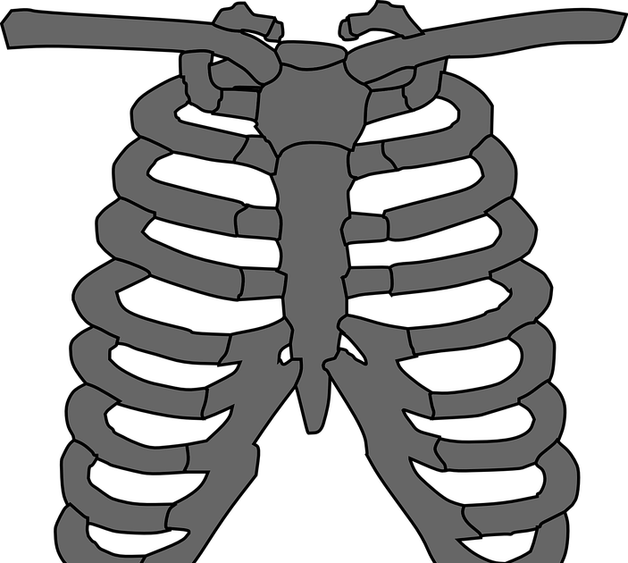 Rib Cage Illustration Transparent File Png Play