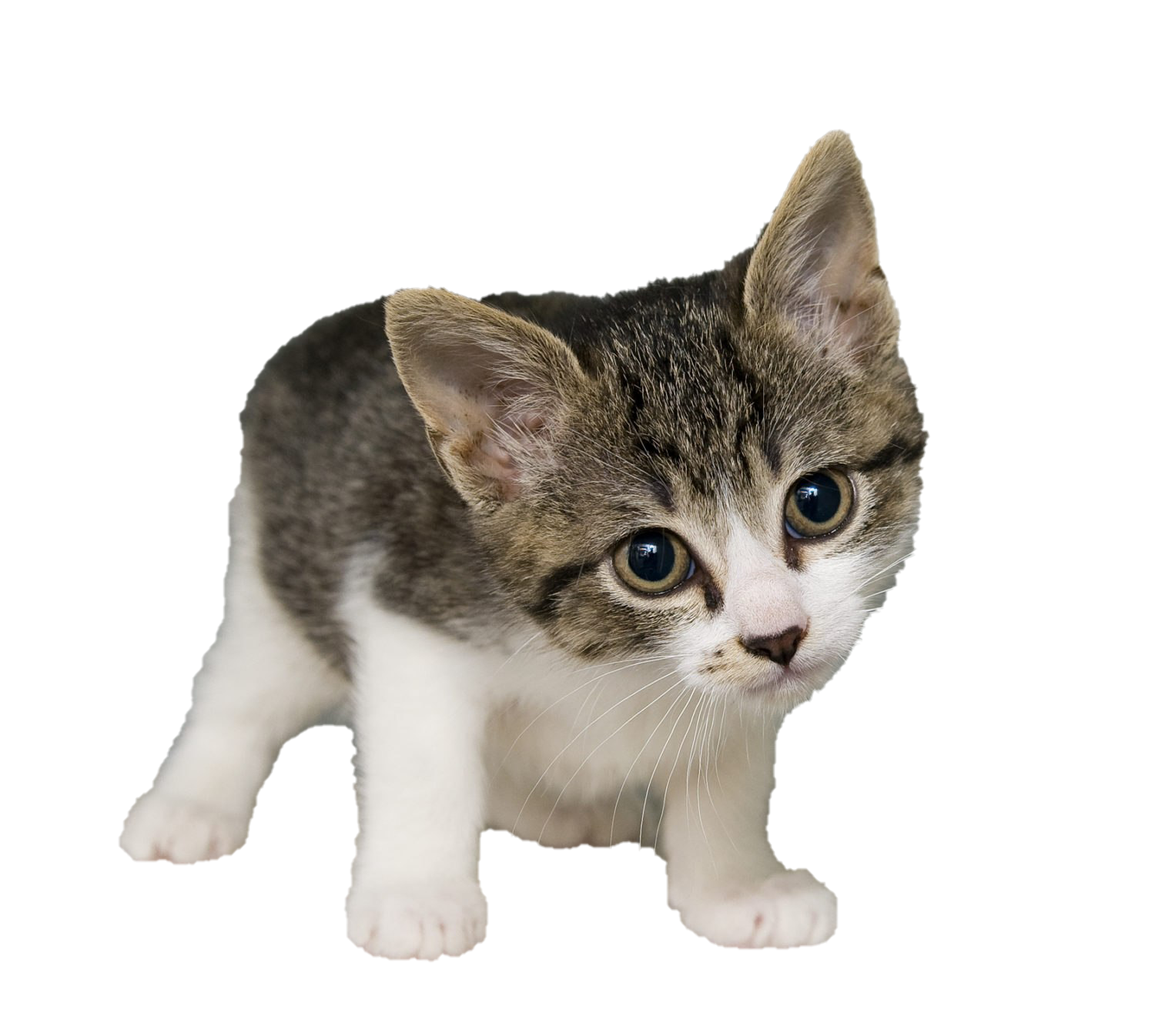 White Cat Transparent Background | PNG Play