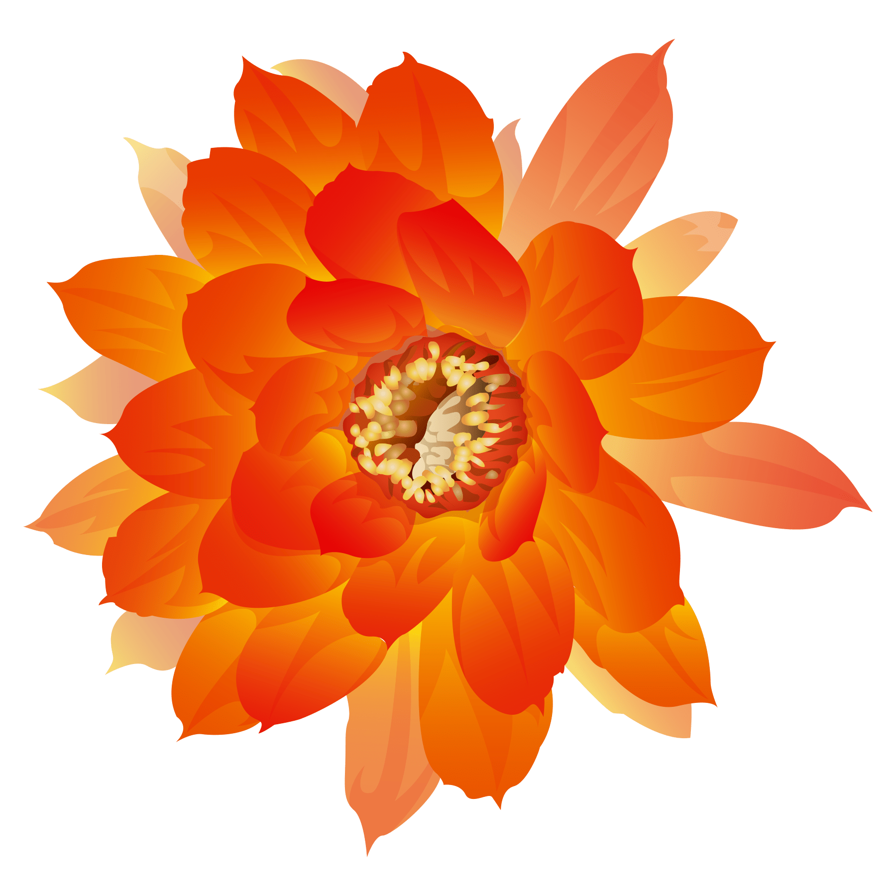 Chrysanthemum No Background Clip Art