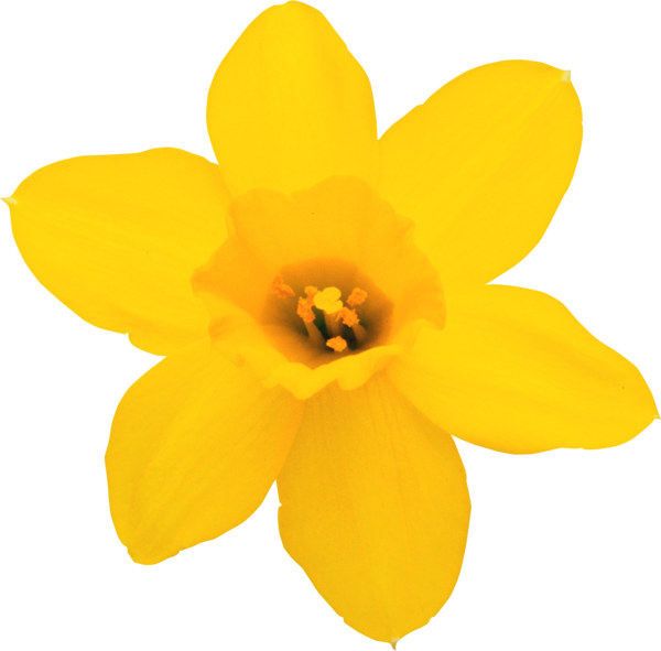 Daffodil Transparent Background | PNG Play