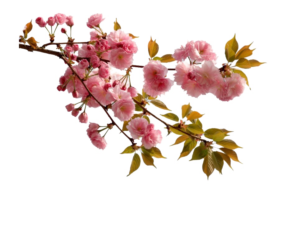 Flower PNG HD Quality
