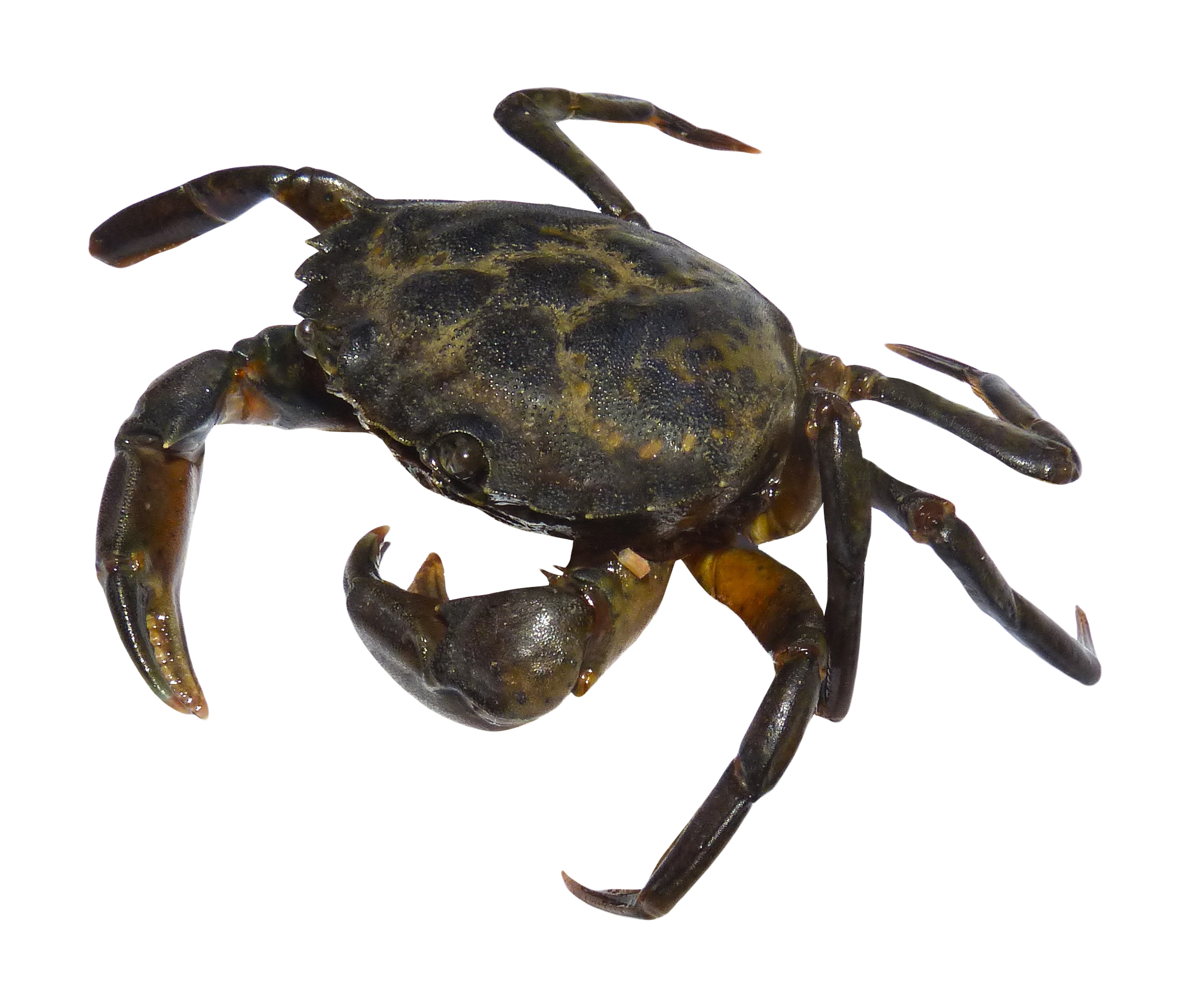 Crab Transparent PNG