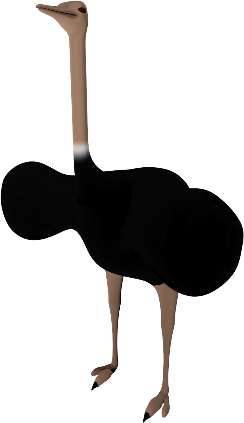 Ostrich PNG Photo Image