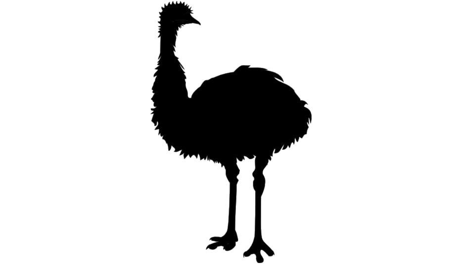 Ostrich PNG Pic Background