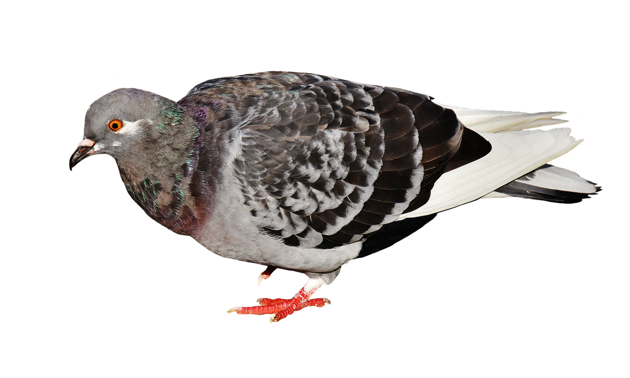 Pigeon PNG Pic Background | PNG Play
