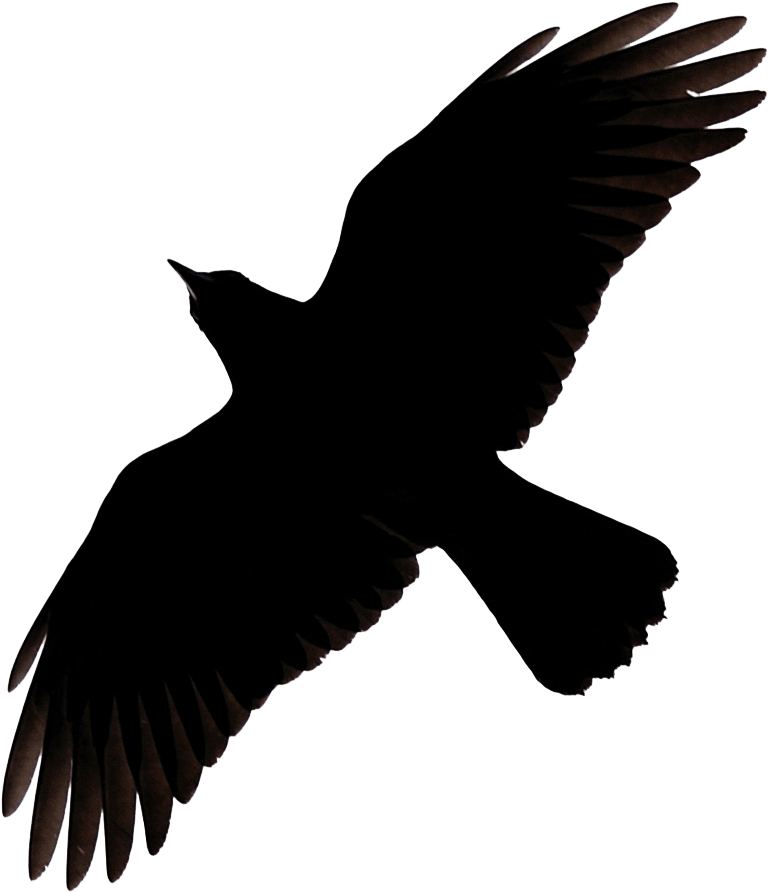Raven No Background Clip Art
