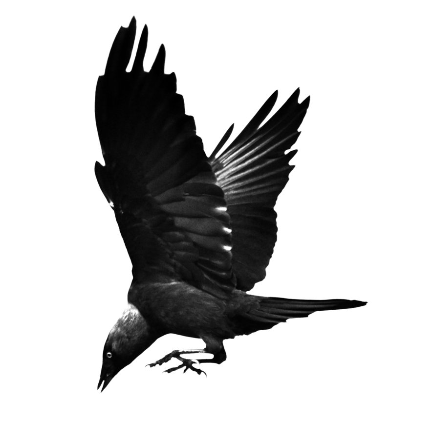 Raven No Background