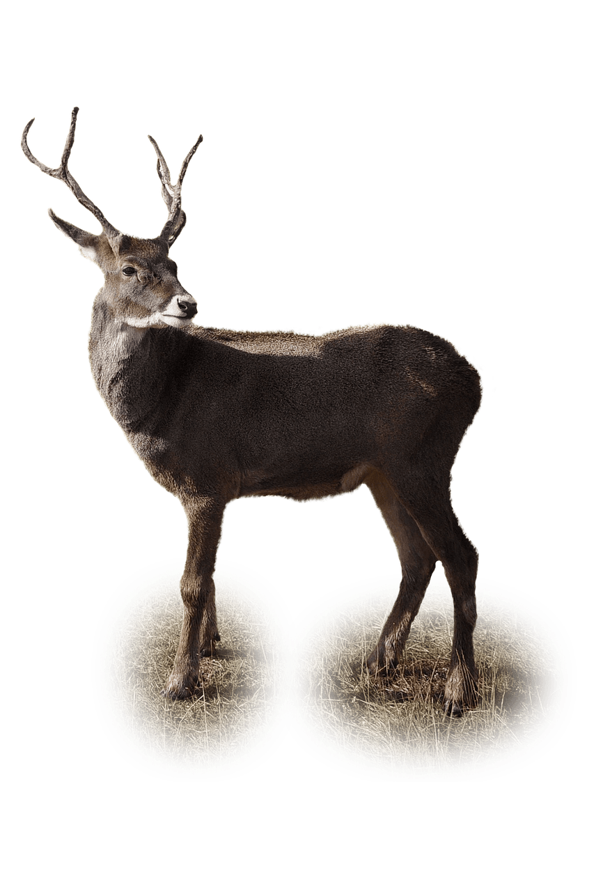 Reindeer Background PNG Clip Art