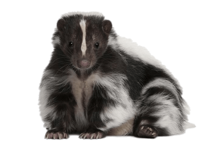 Skunk PNG HD Quality