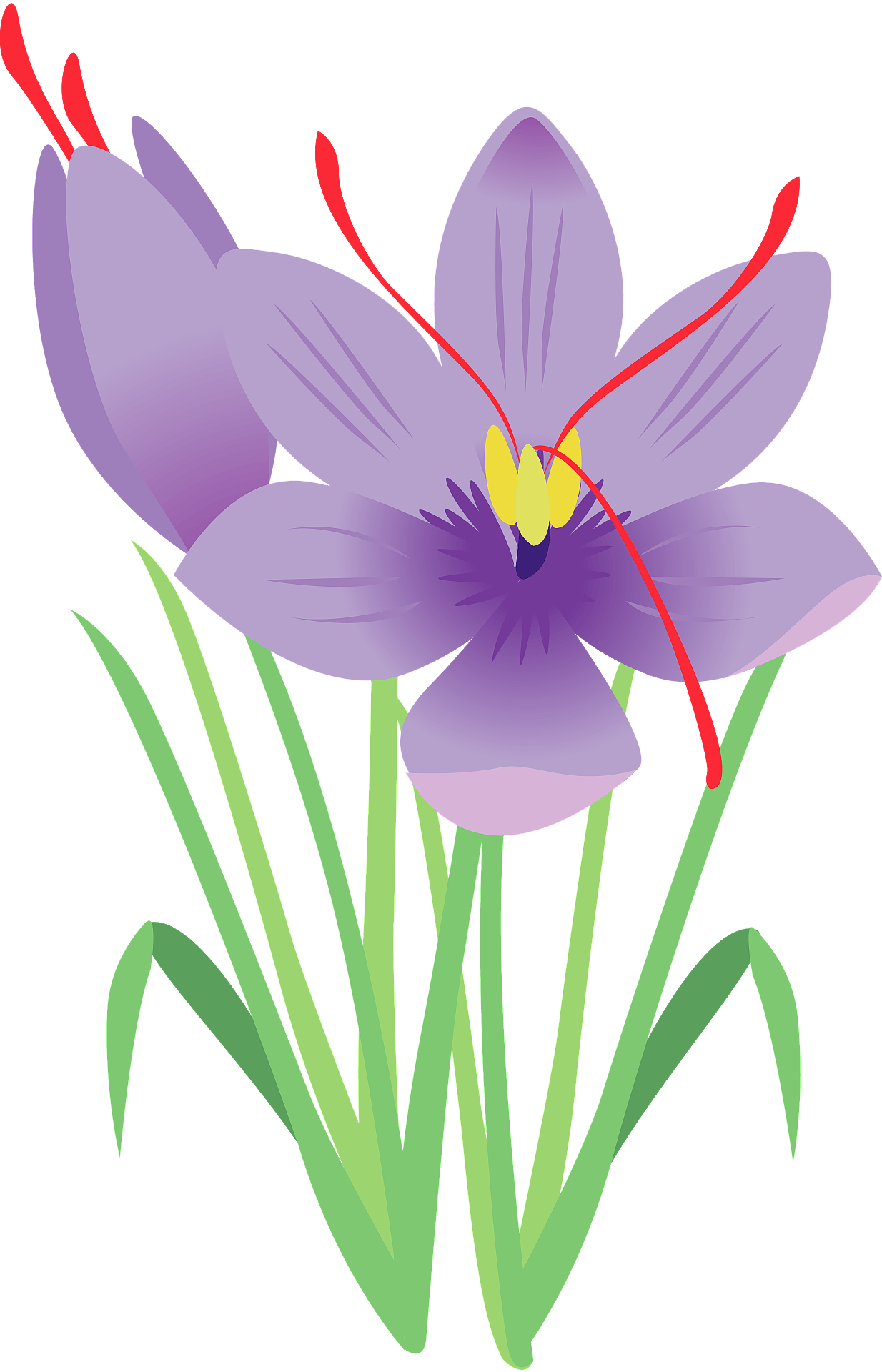 Crocus Purple Flower Transparent File