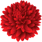 Dahlia Red PNG Images HD