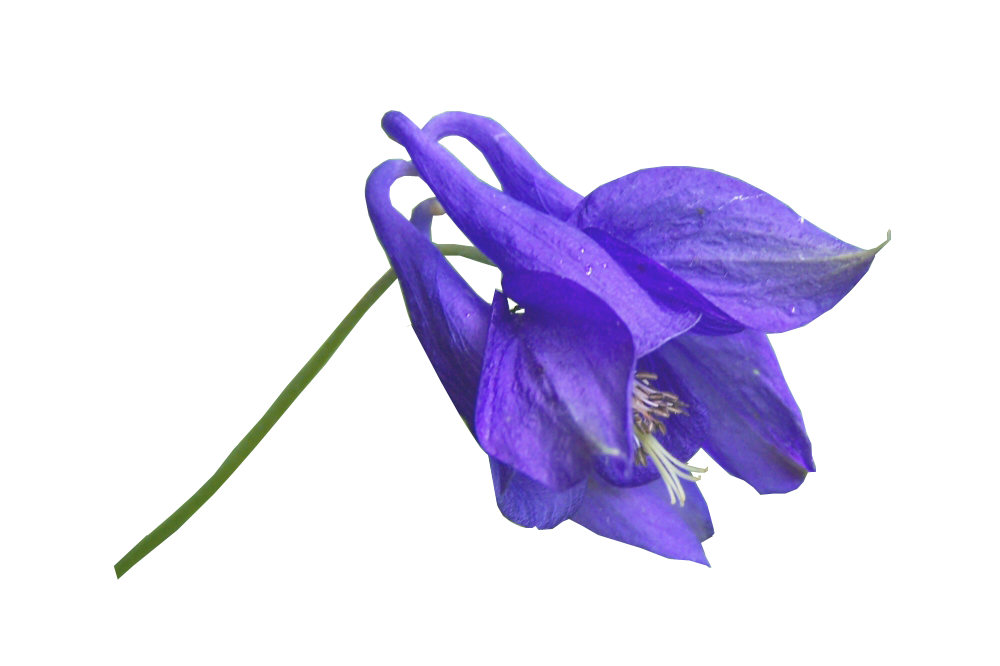 Flower Blue PNG Free File Download