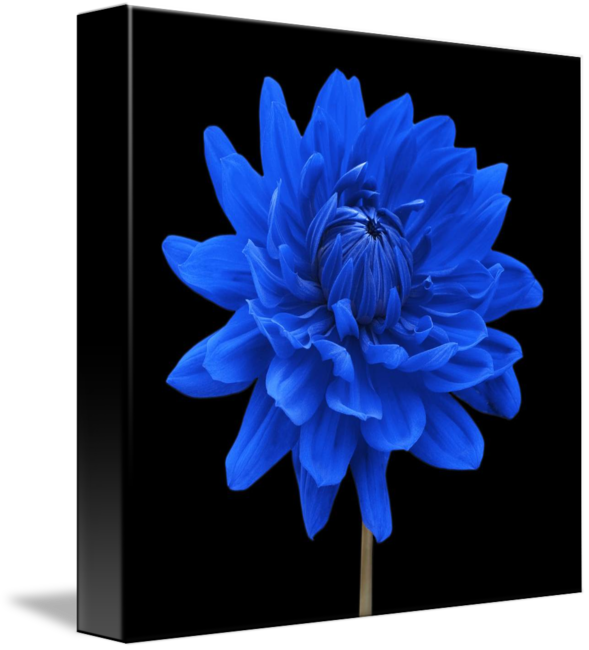 Flower Blue Transparent Images