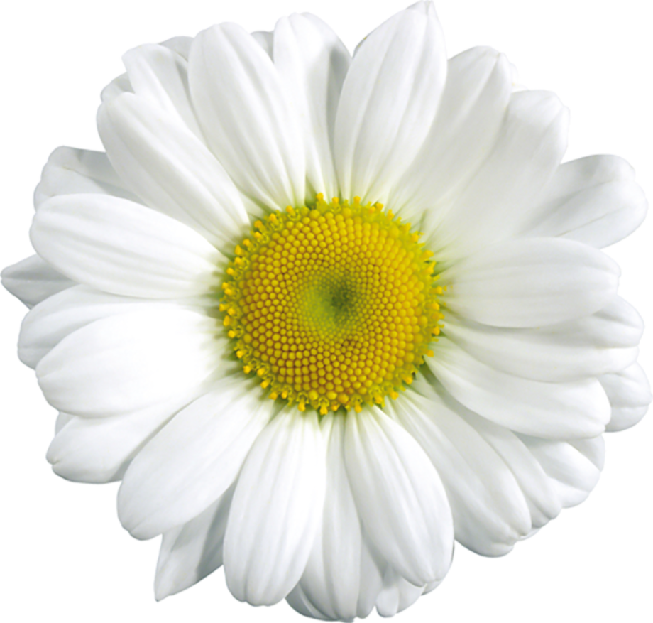 Flowers Daisy White Yellow PNG Clipart Background