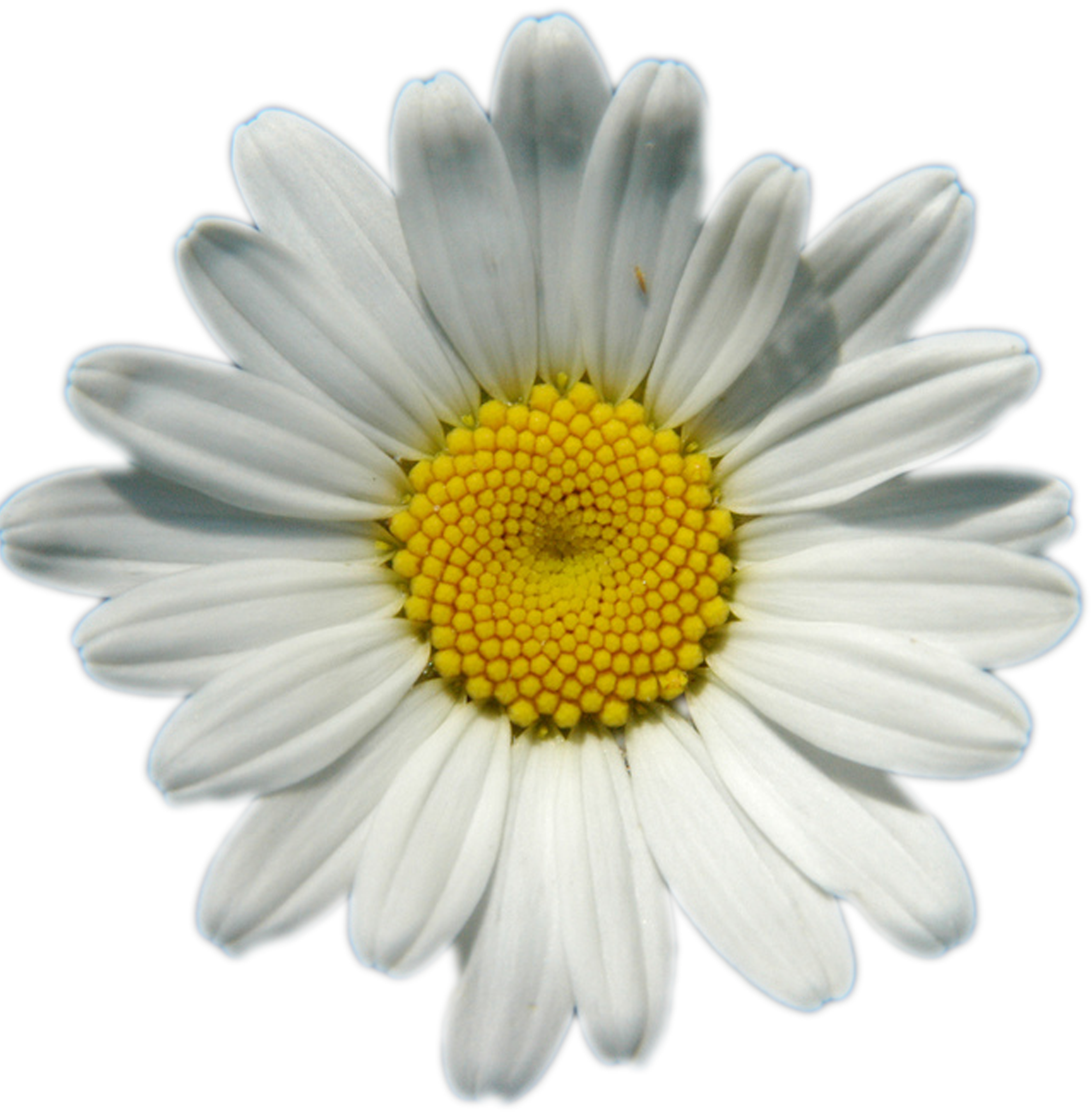 Flowers Daisy White Yellow PNG Free File Download