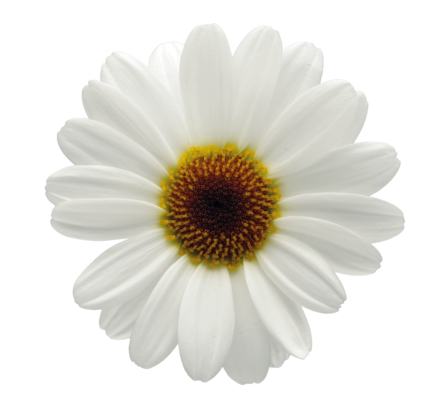 Flowers Daisy White Yellow PNG Images HD