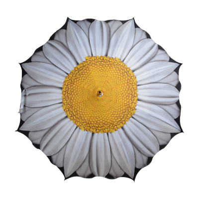 Flowers Daisy White Yellow PNG Photos