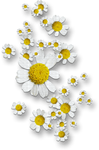 Flowers Daisy White Yellow Transparent Background