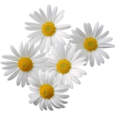 Flowers Daisy White Yellow Transparent PNG