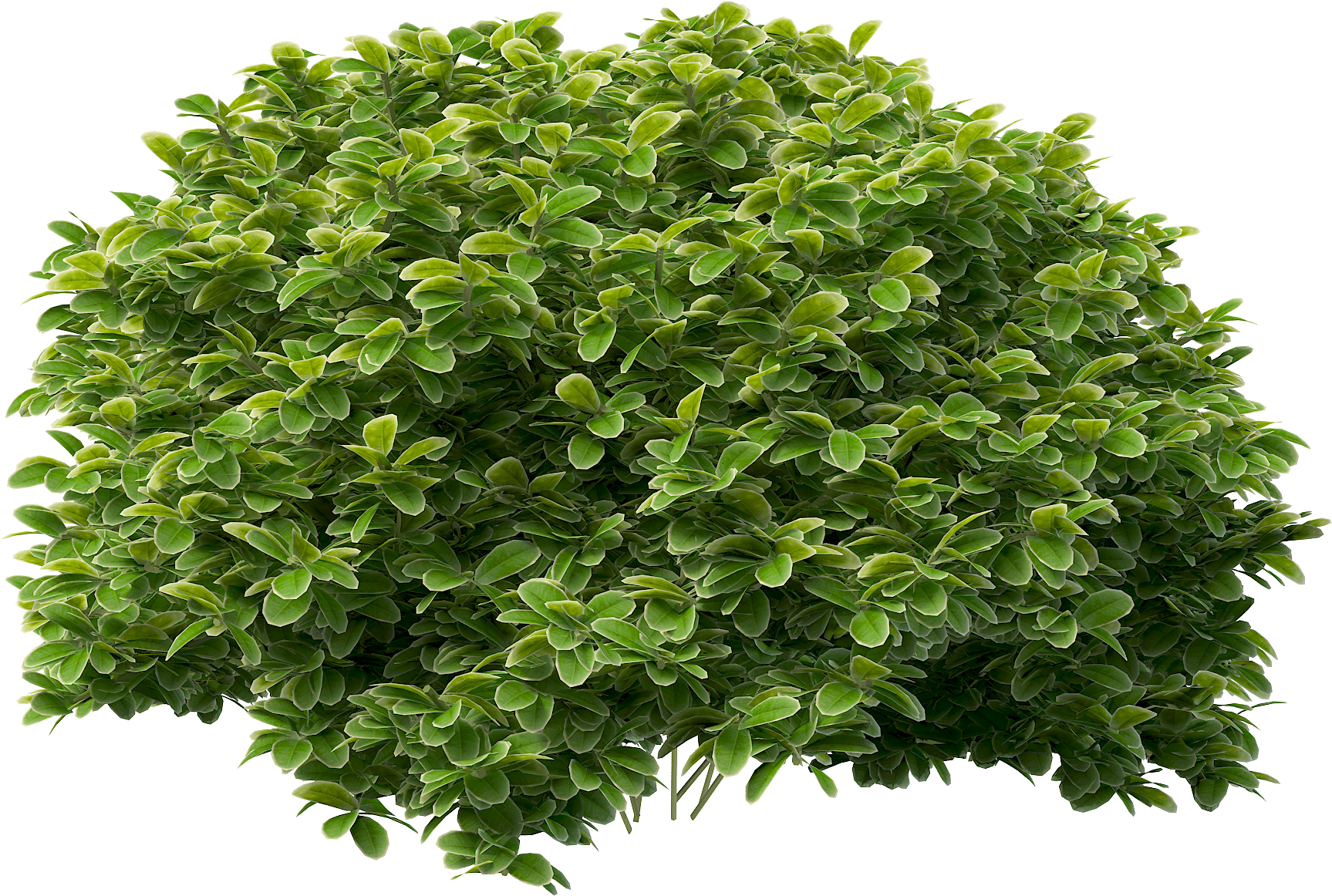 Green Bush Background PNG Image
