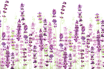 Lavender No Background