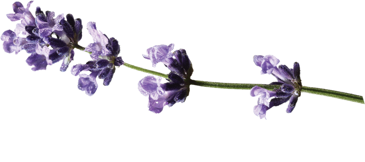 Lavender PNG Clipart Background