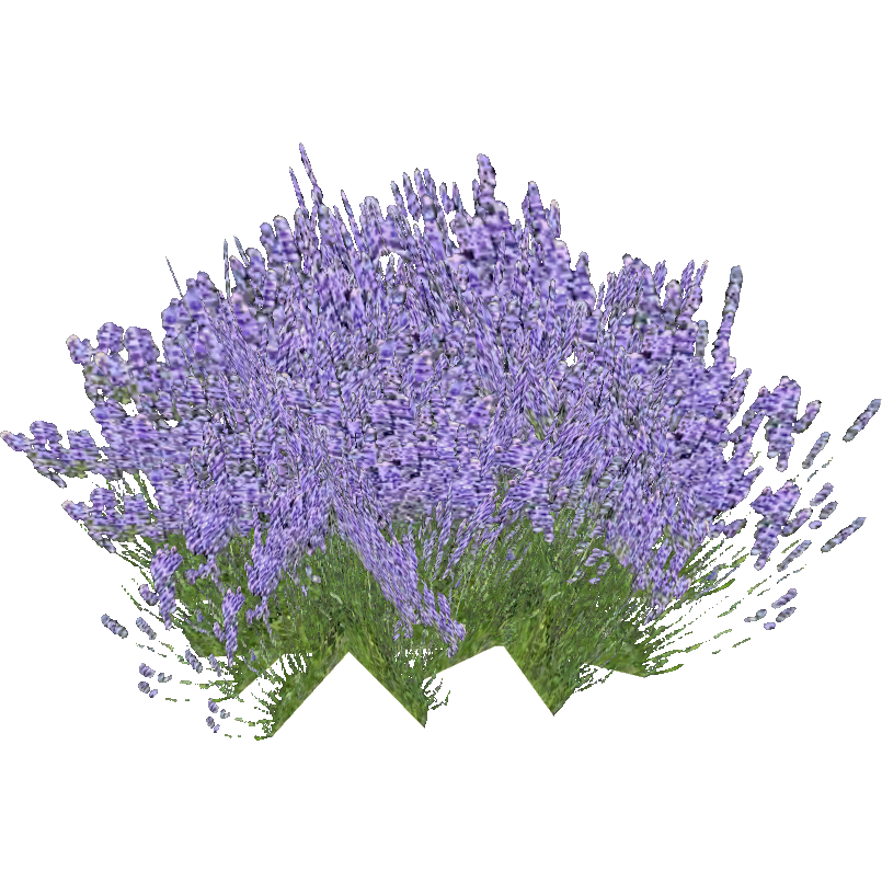 Lavender PNG Free File Download