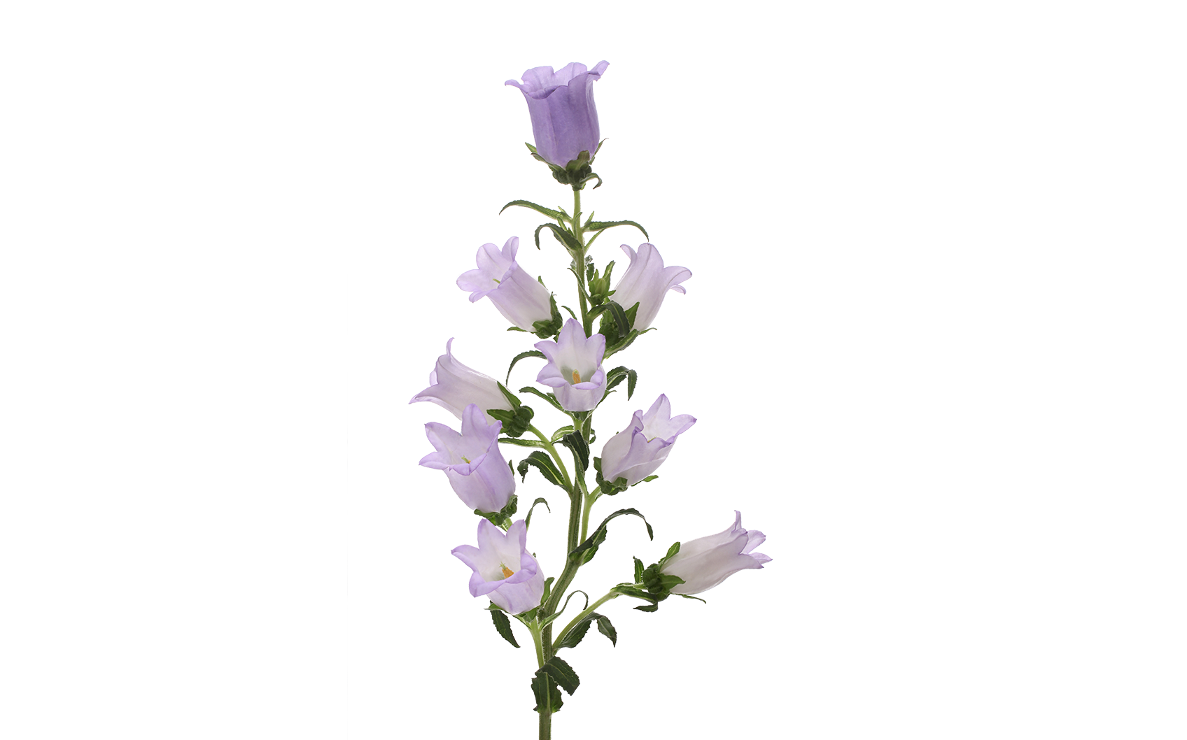 Lavender PNG HD Quality