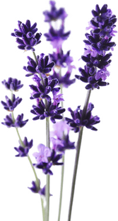 Lavender PNG Images HD