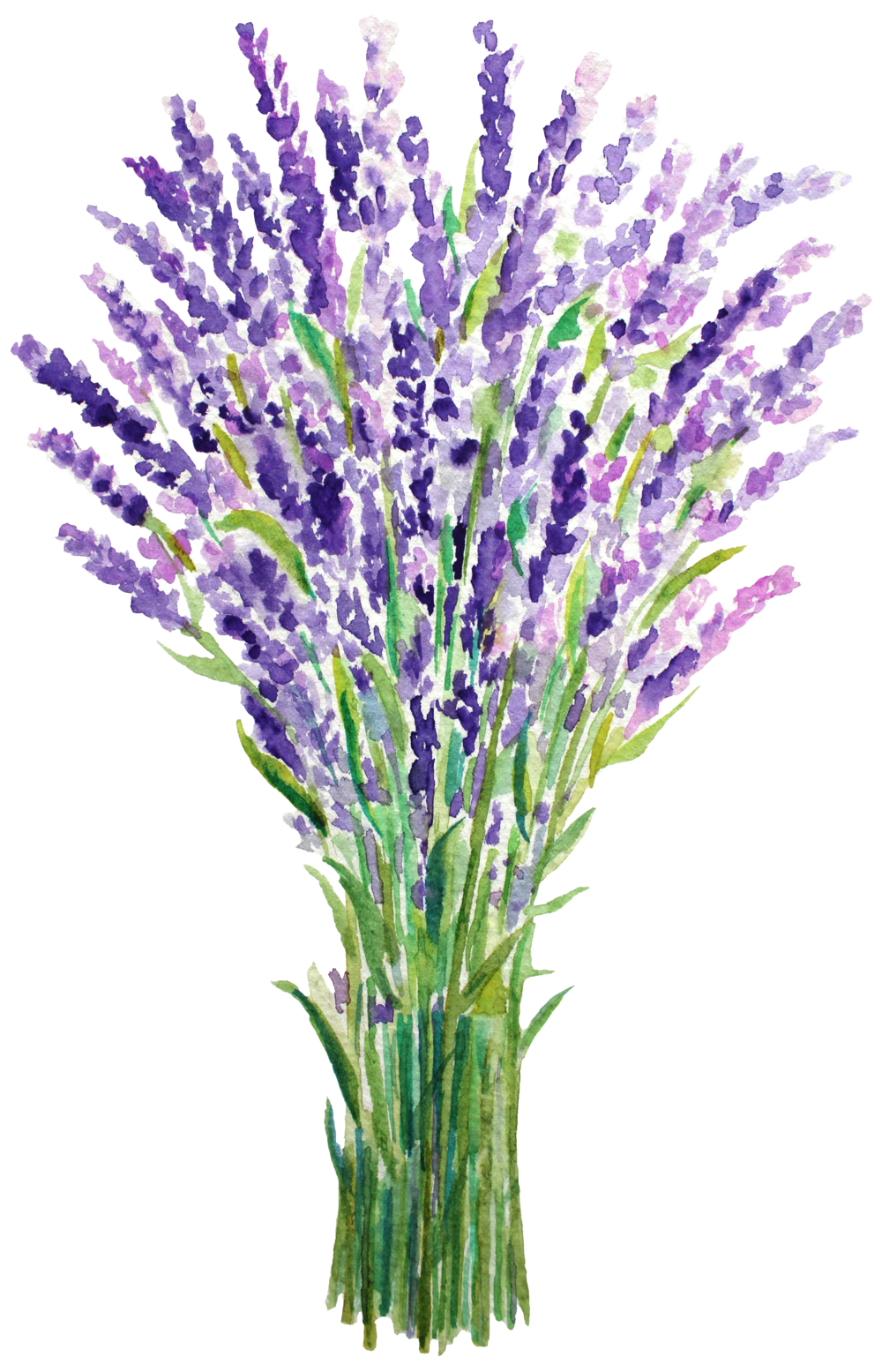 Lavender PNG Photo Image