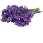 Lavender Transparent Free PNG