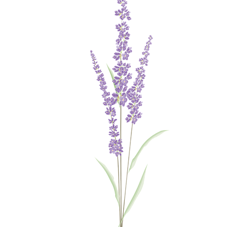 Lavender Transparent Image