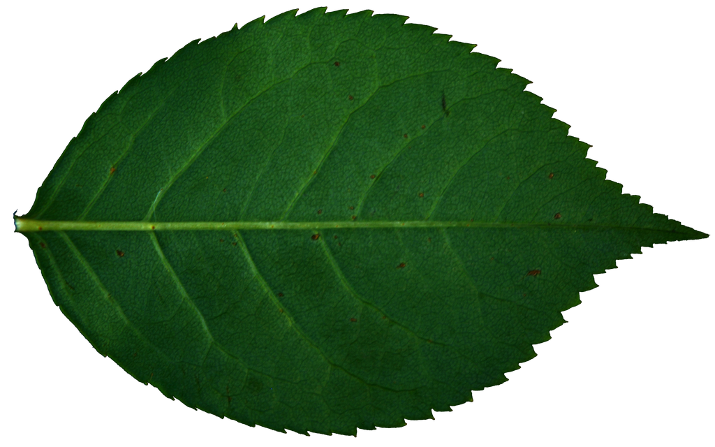 Leaves Rose Transparent PNG