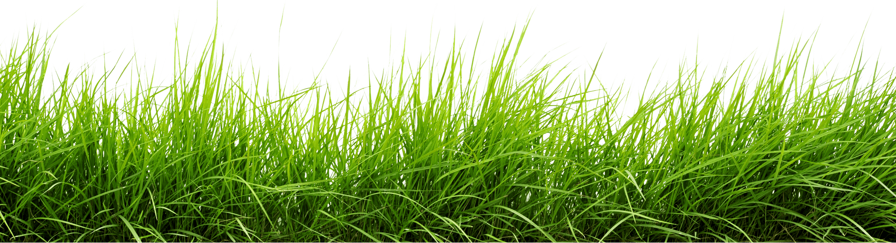 Line Of Grass PNG Images Transparent Background | PNG Play