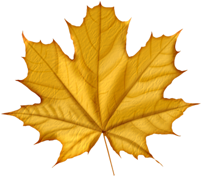 Maple Leaves PNG HD Quality