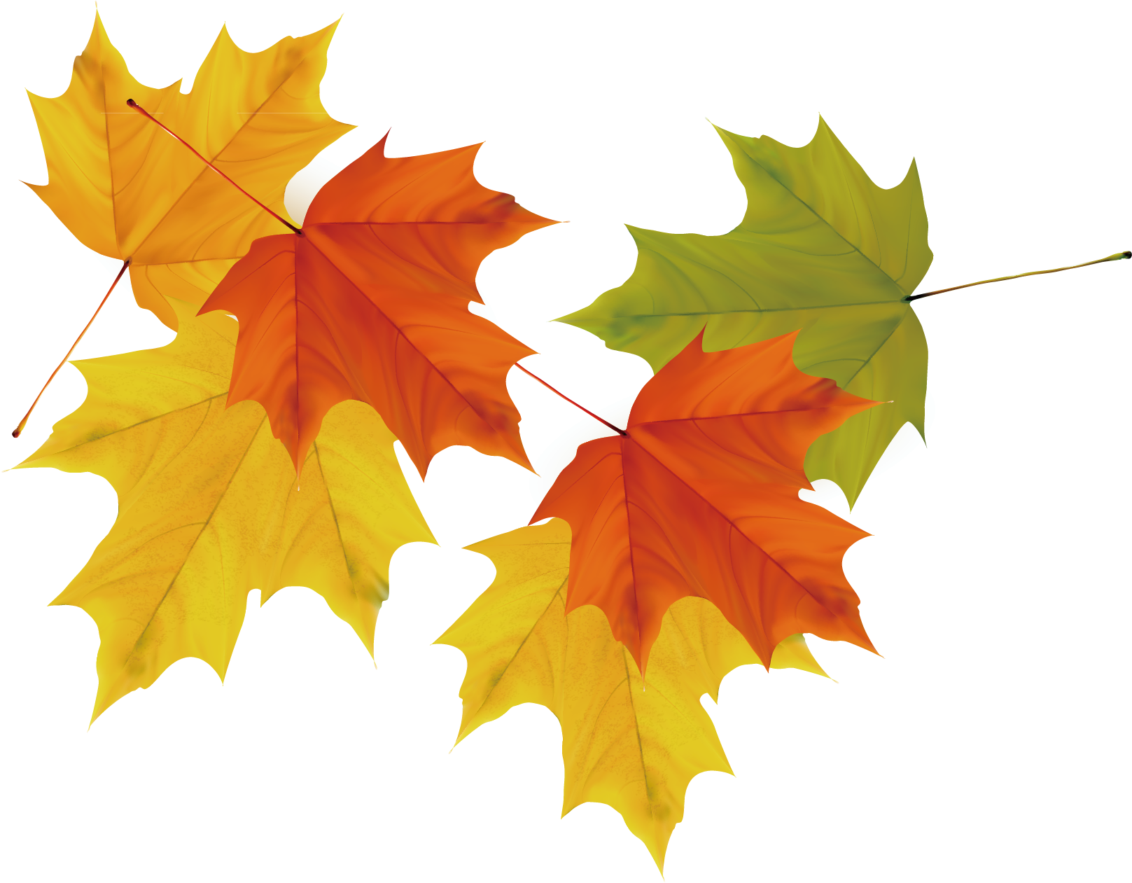 Maple Leaves Transparent Free PNG