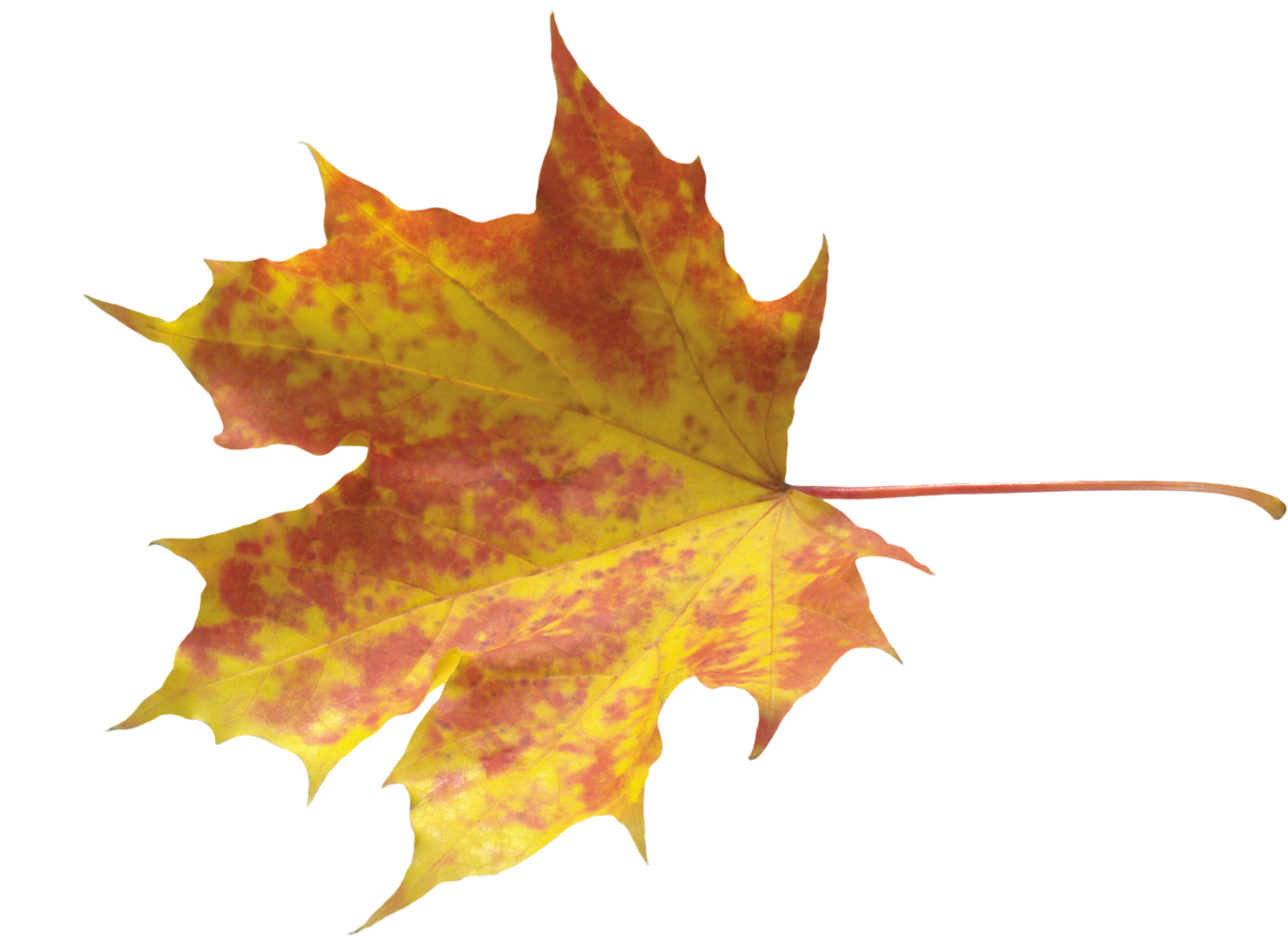 Maple Leaves Transparent PNG
