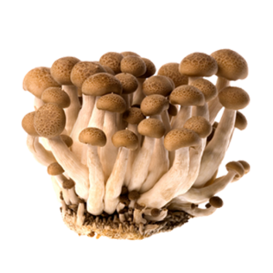 Mushroom Brown Background PNG Image