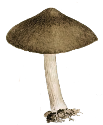 Mushroom Brown Download Free PNG