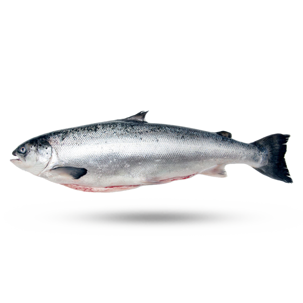 Salmon Transparent Images | PNG Play
