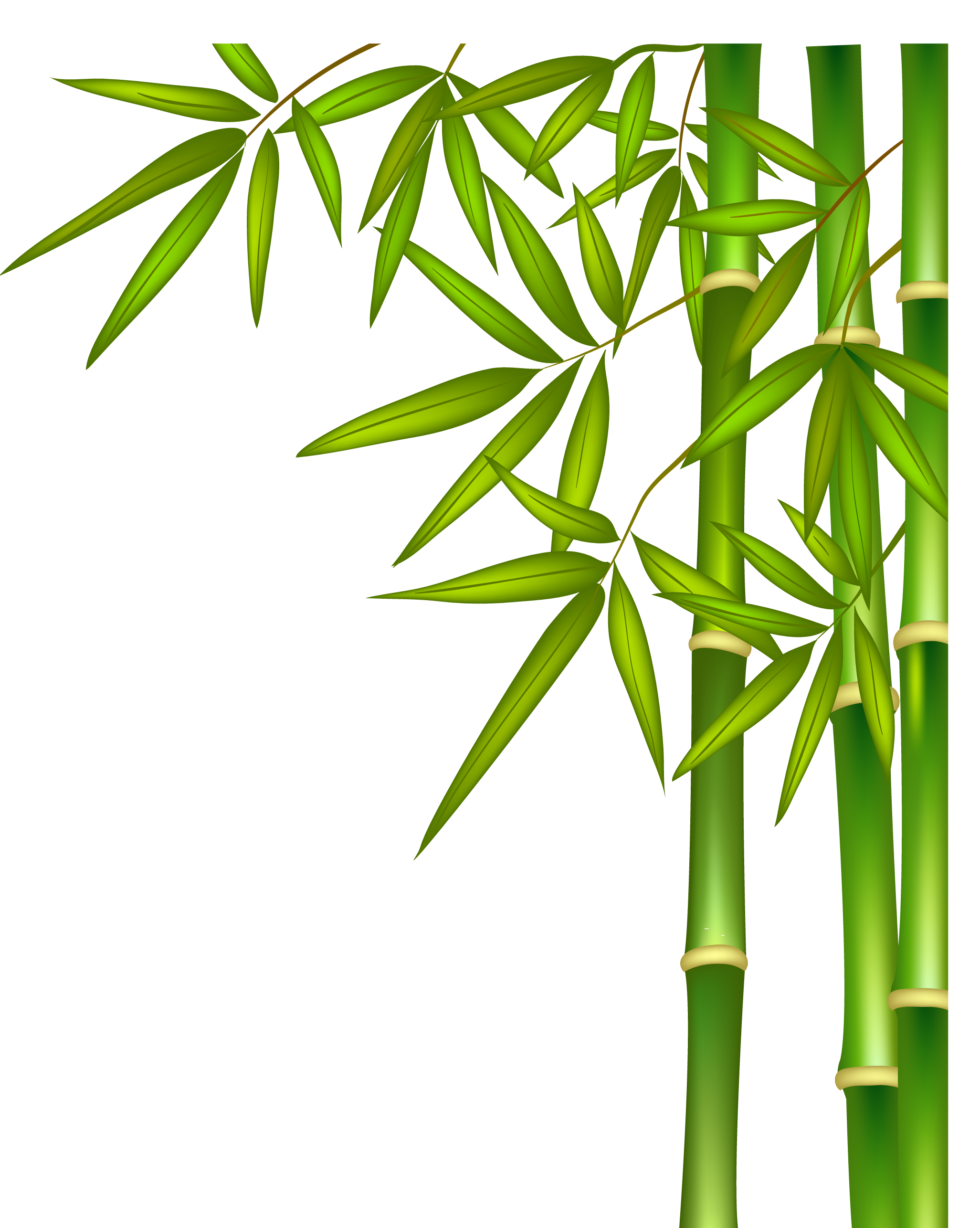 gangpad Een hekel hebben aan Kluisje Bamboe PNG-afbeeldingen transparante achtergrond | PNG Play