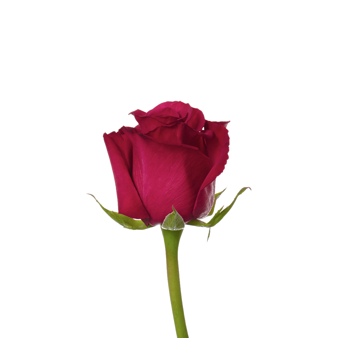 Rose PNG Images Transparent Background | PNG Play