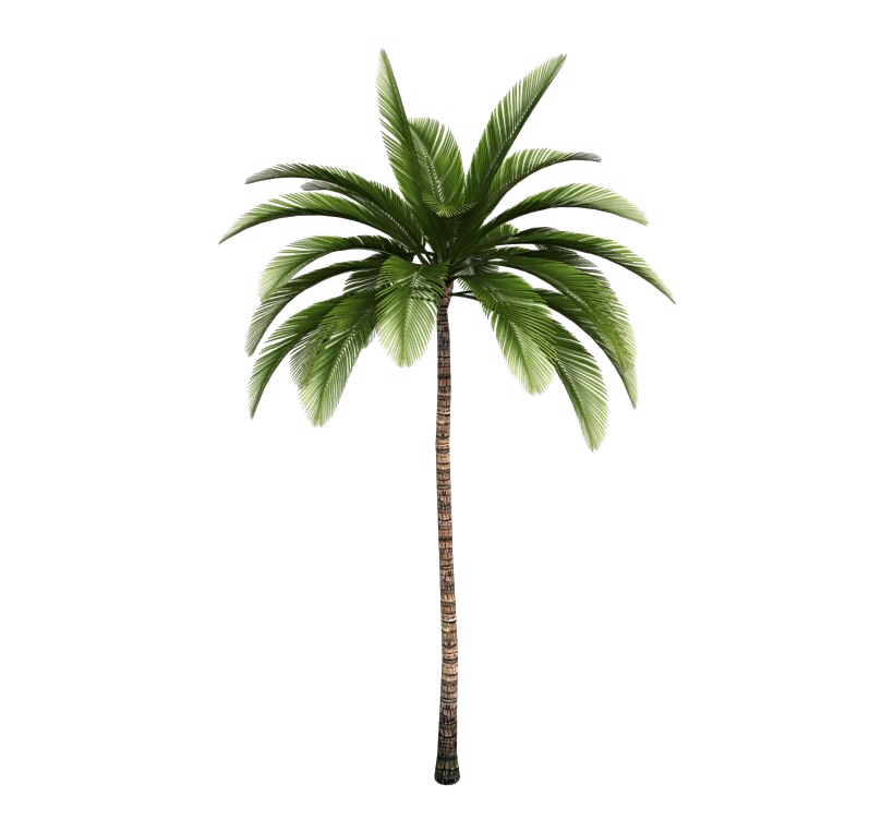 Tropical Palm Tree Background PNG Image | PNG Play