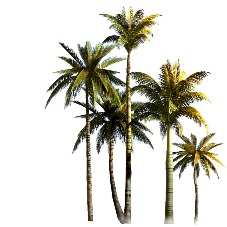 Tropical Palm Tree Png Background Png Play