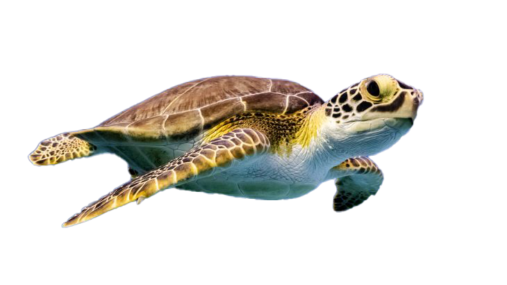Turtle PNG Images Transparent Background | PNG Play