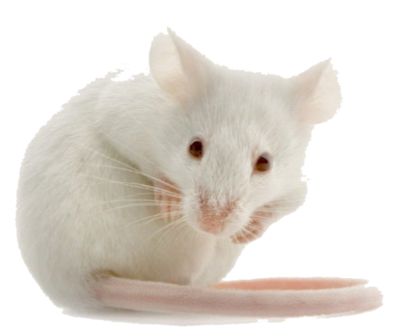 Download Mouse Free Png Transparent Image And Clipart Vrogue Co