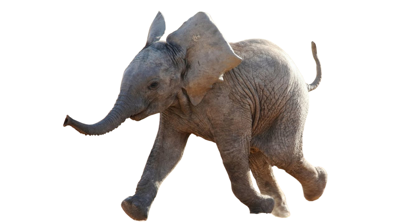 Baby Elephant PNG Clipart Background | PNG Play