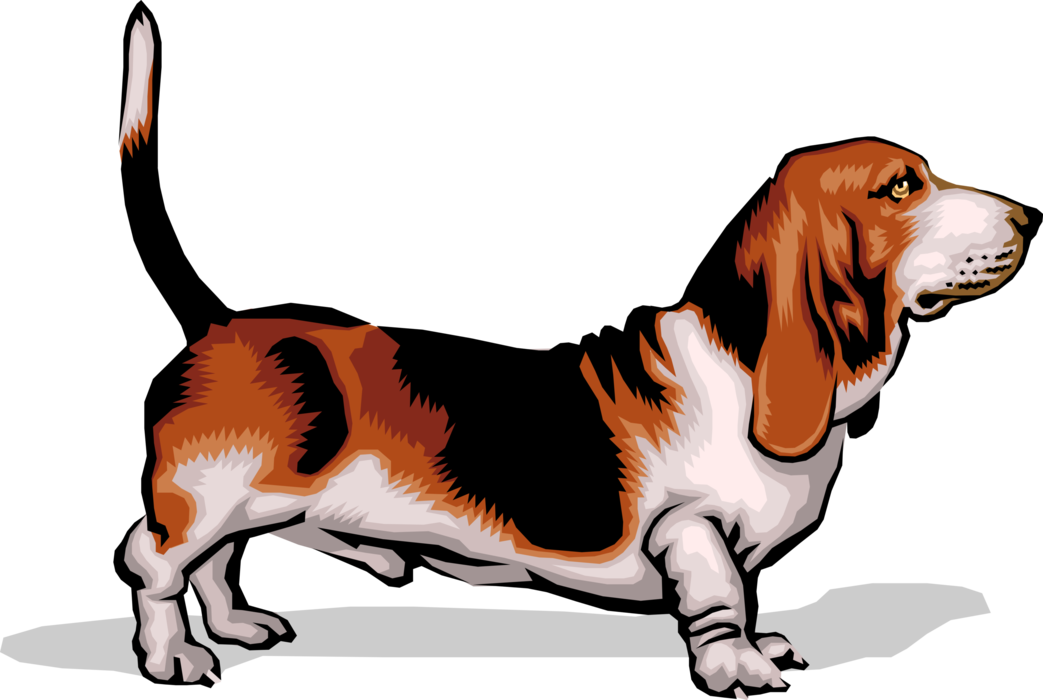 Basset Hound Vector PNG Clipart Background
